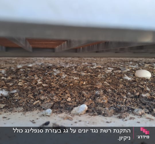 ביצה על מצע של לכלוך ונוצות מתחת למבנה